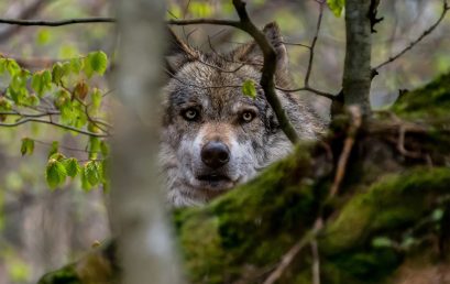 Příchod vlků očima venkovana a státní ochrany přírody