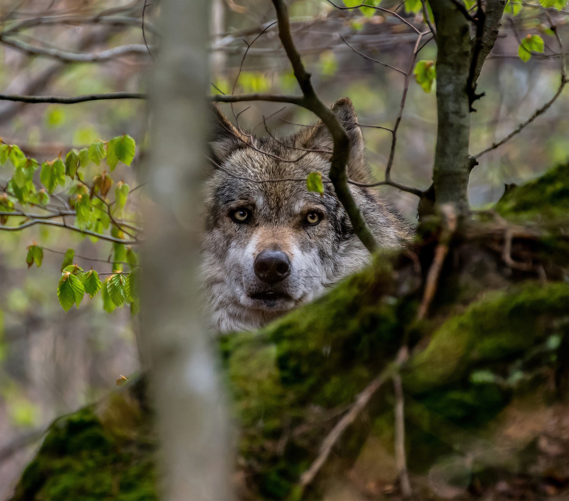 Příchod vlků očima venkovana a státní ochrany přírody